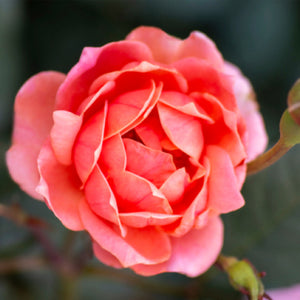 Coral Knock Out Rose Tree