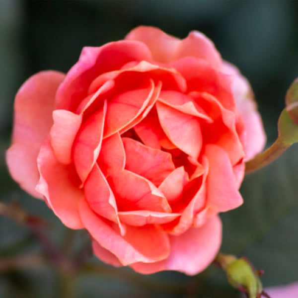 Coral Knock Out Rose Tree