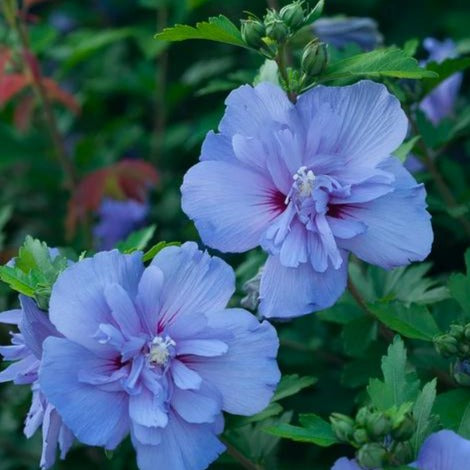 Blue Chiffon Rose of Sharon - 2 Gallon - PlantingTree