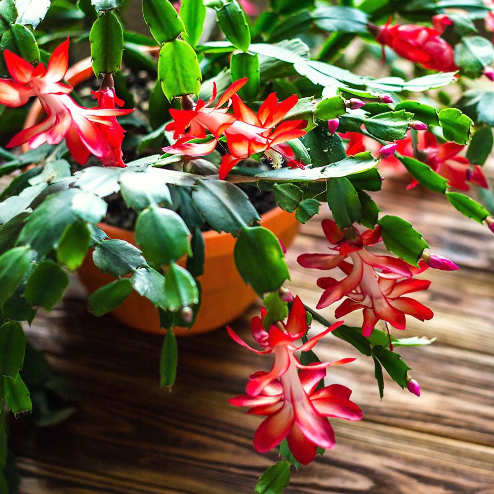 christmas succulent plant Red Christmas Cactus