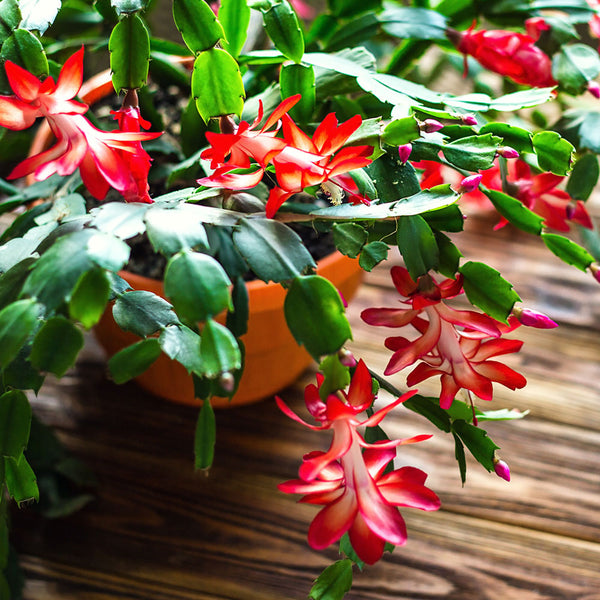 are christmas cactus succulents Red Christmas Cactus