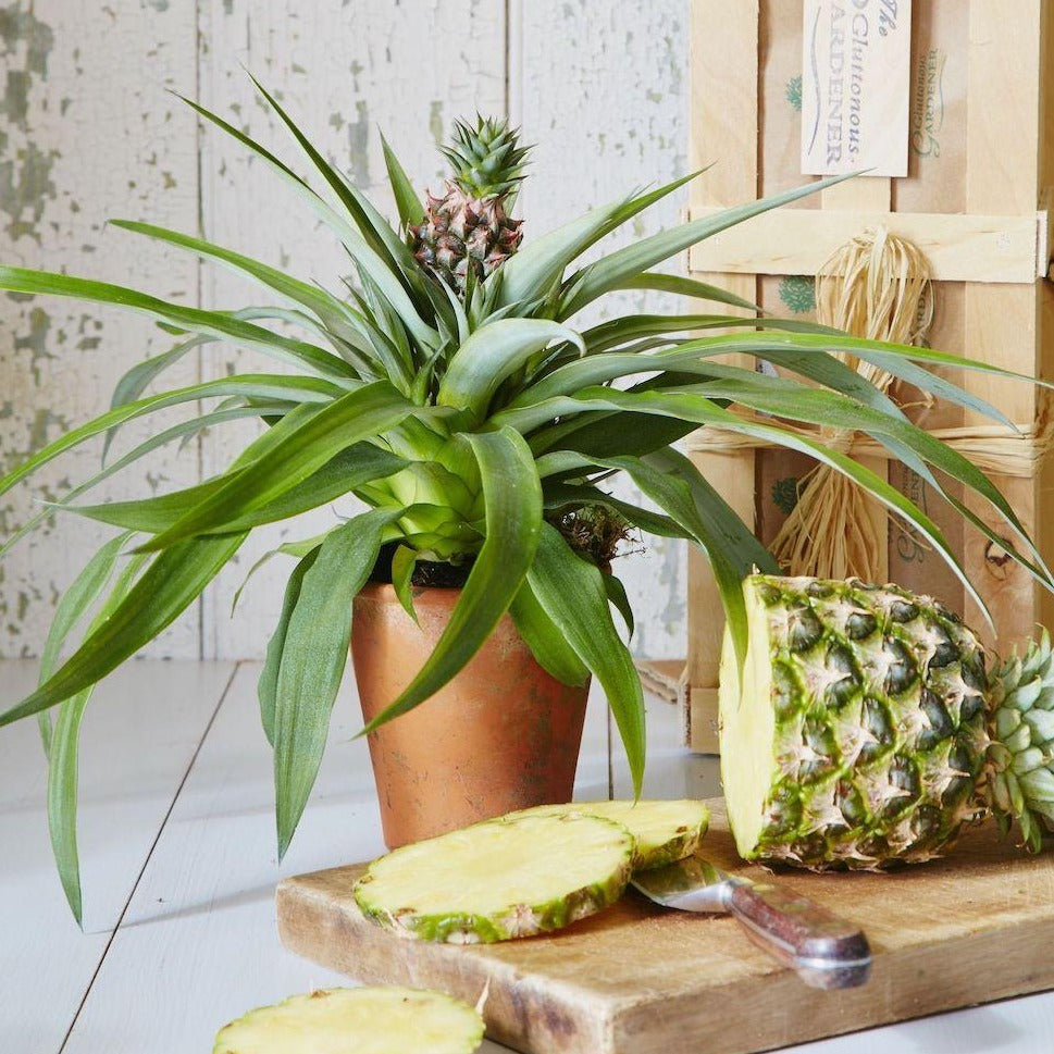 White Jade Pineapple Plant | Easy Indoor Plant | PlantingTree.com