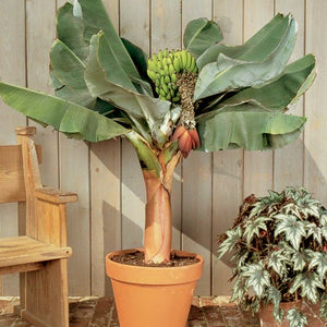 indoor banana plant nz Dwarf Cavendish Banana Tree