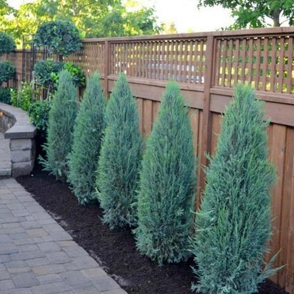 Juniperus Chinensis Blue Point