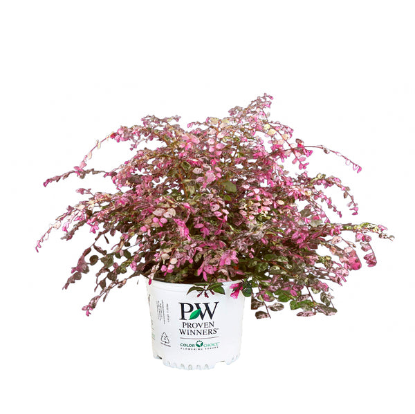 Jazz Hands Variegated Loropetalum