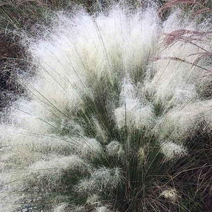 White Cloud Muhly Grass For Sale