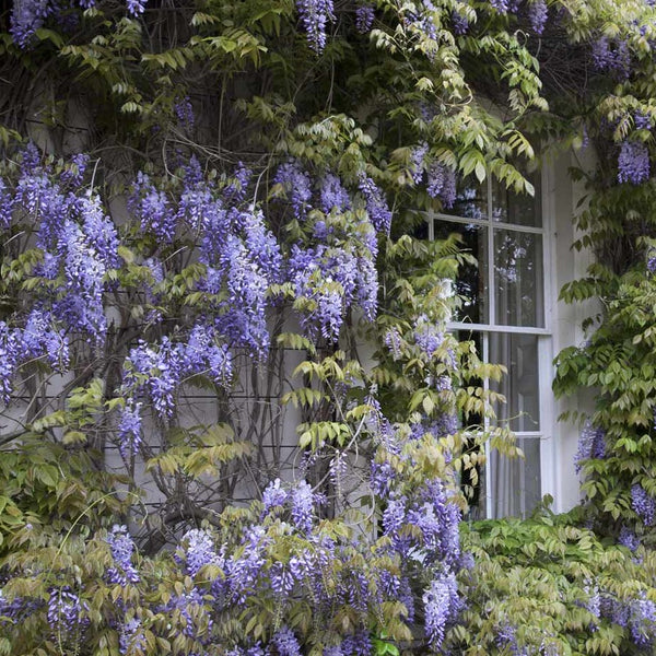 Blue Chinese Wisteria Vine | Cascading Blooms