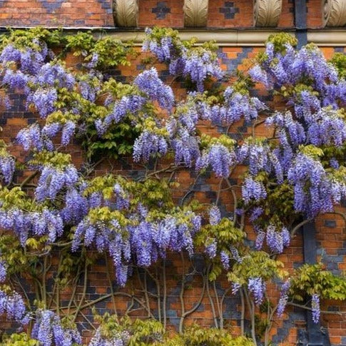 Blue Chinese Wisteria Vine | Cascading Blooms
