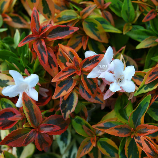 Kaleidoscope Abelia