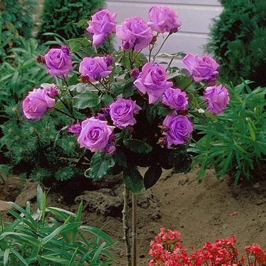 lavender rose tree Angel Face Rose | Angel Face Rose for Sale
