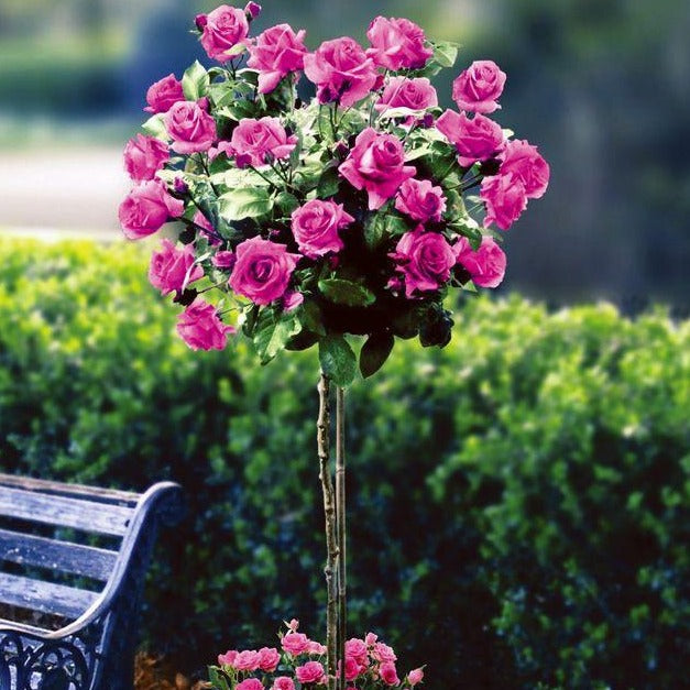 Angel Poli Roses Angel Face Rose | Angel Face Rose for Sale - 3-4 Feet - PlantingTree