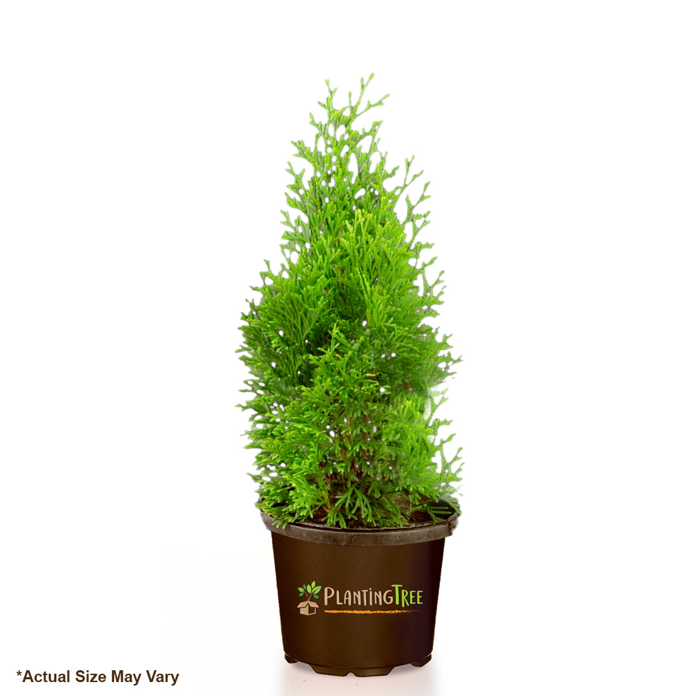 planting emerald green arborvitae in pots Emerald Green Arborvitae | A Narrow Privacy Tree