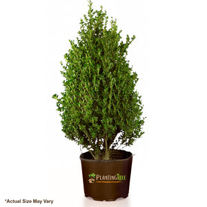 Steeds Holly | Steeds Upright Japanese Holly - 2 Quart
