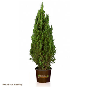 Blue Point Juniper for Sale