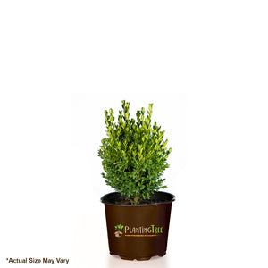 Green Mountain Boxwood For Sale From PlantingTree