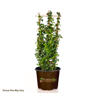 White Climbing Hydrangea Vine