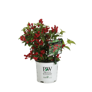 Sonic Bloom Red Weigela