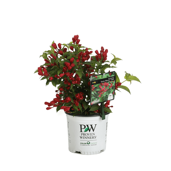 Sonic Bloom Red Weigela