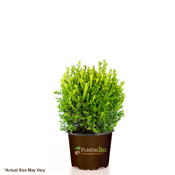 Baby Gem Boxwoods for Sale