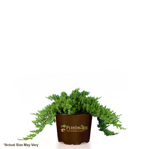 Dwarf Japanese Garden Juniper