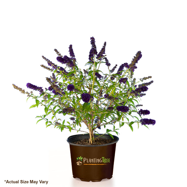 Black Knight Butterfly Bush