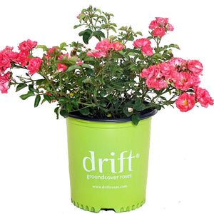 Coral Drift Rose