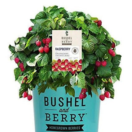 Bushel and Berry Raspberry Shortcake Shrub