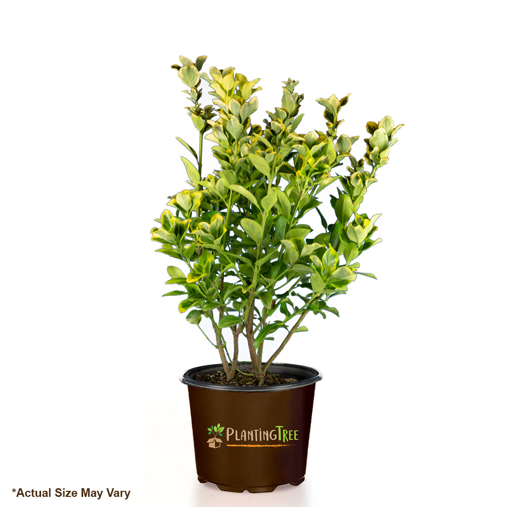 euonymus indoor plant Golden Euonymus | Golden Euonymus Shrub