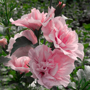 Pink Chiffon Rose Of Sharon