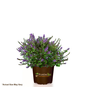 Lo and Behold Blue Chip Jr Butterfly Bush