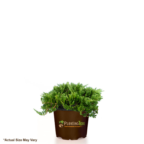 Blue Rug Juniper for Sale