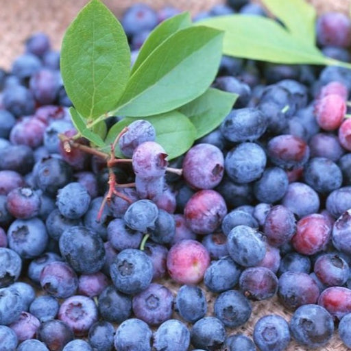 Climax Blueberry Bush