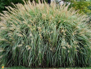 Adagio Miscanthus Maiden Grass 1 Gallon PlantingTree