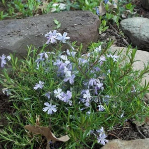 Emerald Blue Creeping Phlox