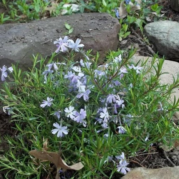 Emerald Blue Creeping Phlox