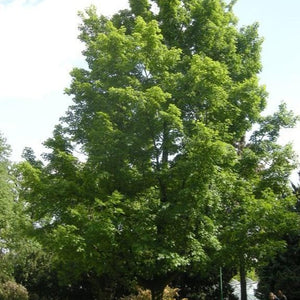 Silver Maple