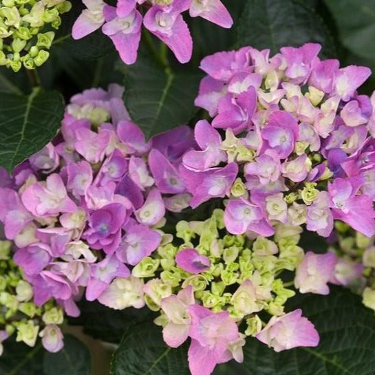 Cityline Venice Hydrangea