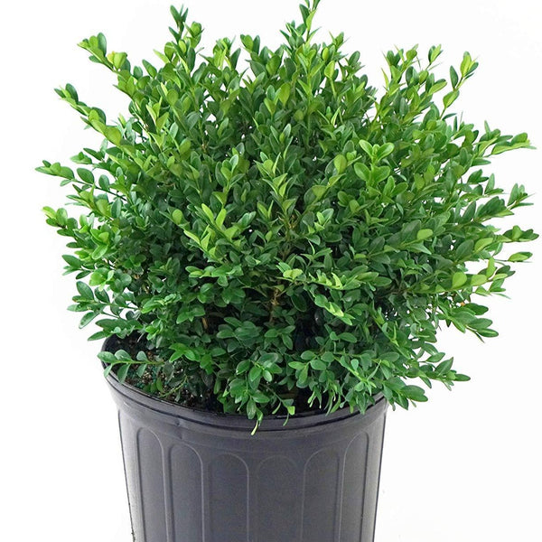 Green Velvet Boxwood