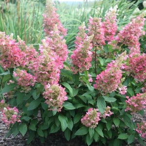 Pinky Winky Hydrangea