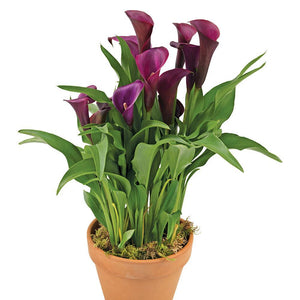 Burgandy Calla Lily