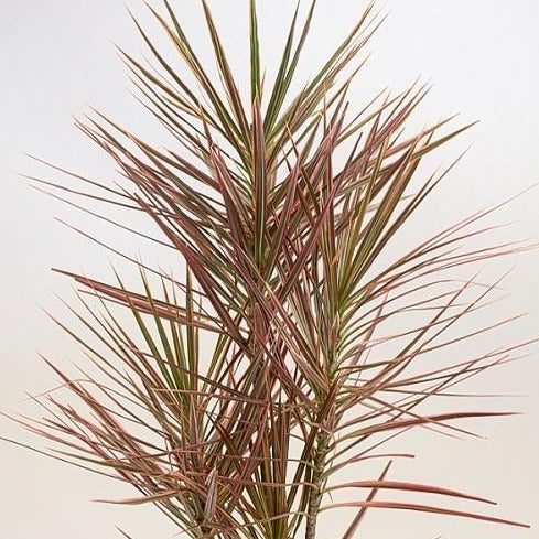 dracaena marginata red leaves Red Edged Dracaena | Dracaena House Plant