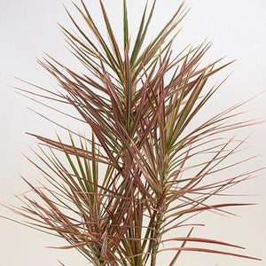 Red Edged Dracaena