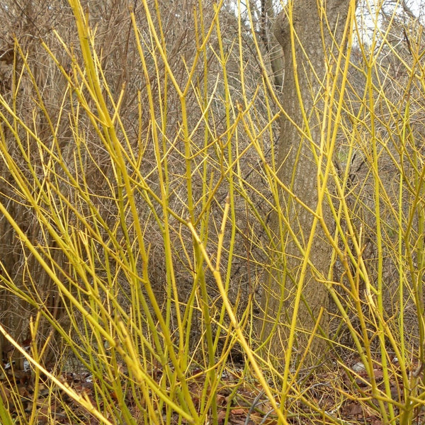 Yellow Twig Dogwood branches in winter