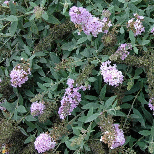 Lo & Behold Lilac Chip Butterfly Bush
