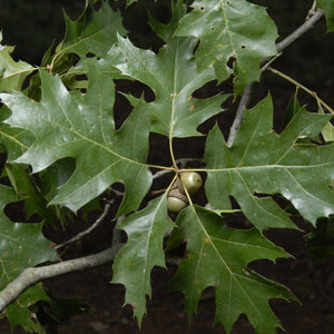 Northern Red Oak 