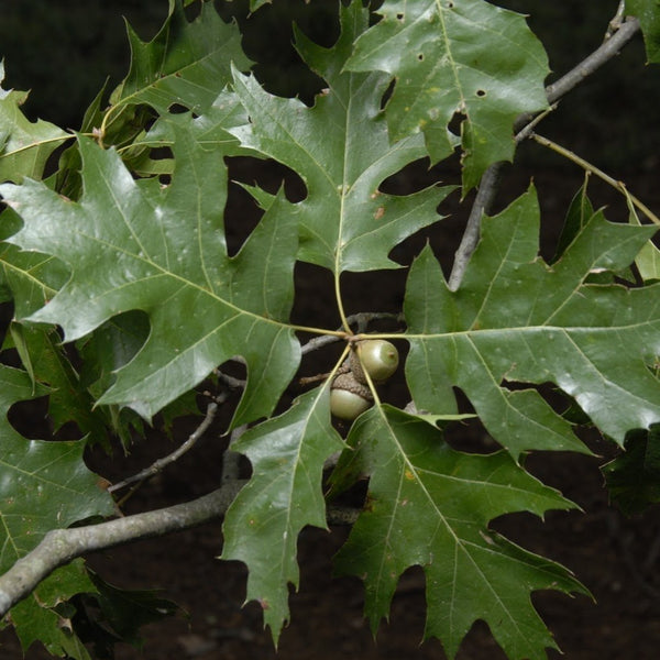Northern Red Oak 