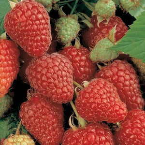 Heritage Raspberry Bush | Enjoy Red Raspberries At Home - PlantingTree