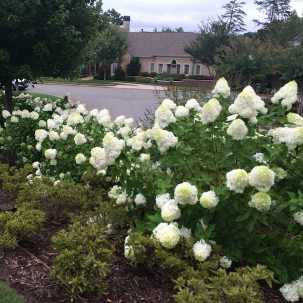 Limelight Hardy Hydrangea