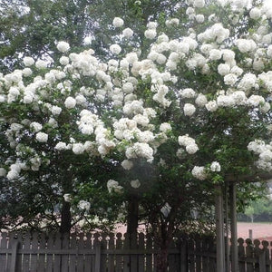 Chinese Snowball Viburnum