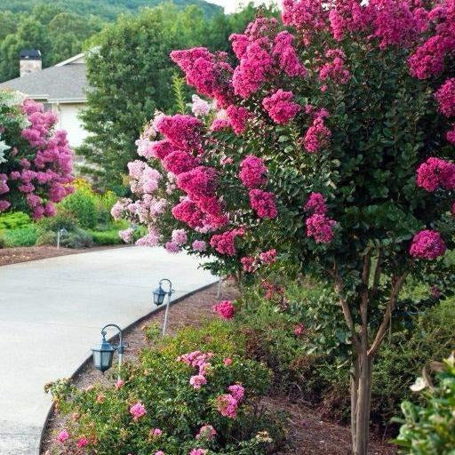 Pink Velour Crape Myrtle